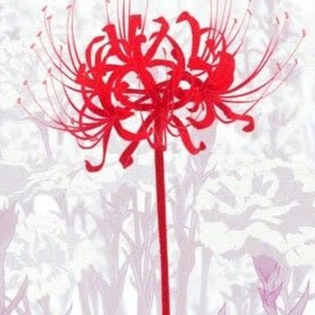 Токийский ликорис