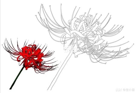 Ликорис паучья лилия токийский гуль