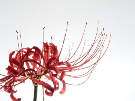 Ликорис паучья лилия