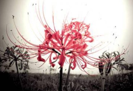 Хиганбана ликорис