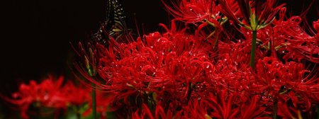 Хиганбана ликорис