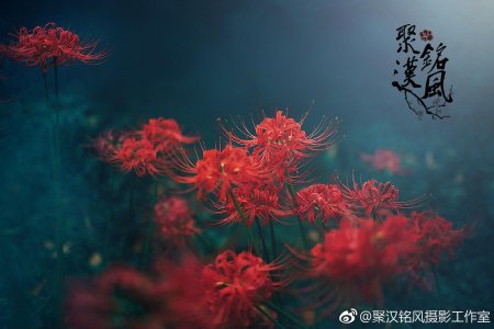 Хиганбана ликорис