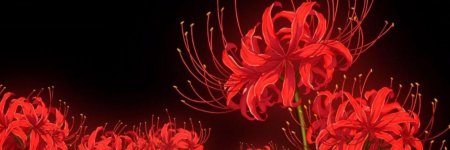 Ликорис паучья лилия