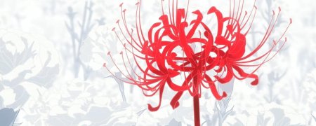 Хиганбана ликорис рисунок