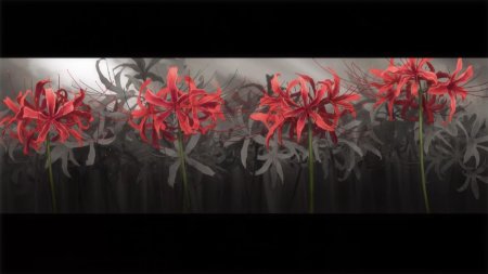 Хиганбана ликорис эстетика