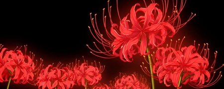 Хиганбана красная паучья лилия