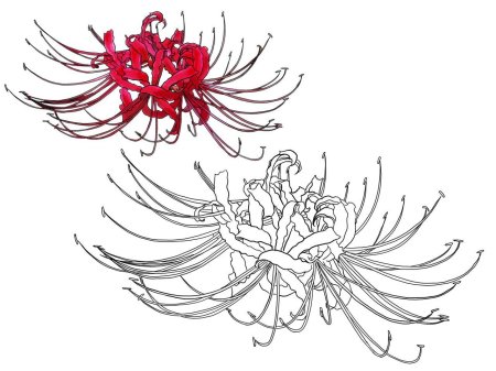 Паучья лилия эскиз