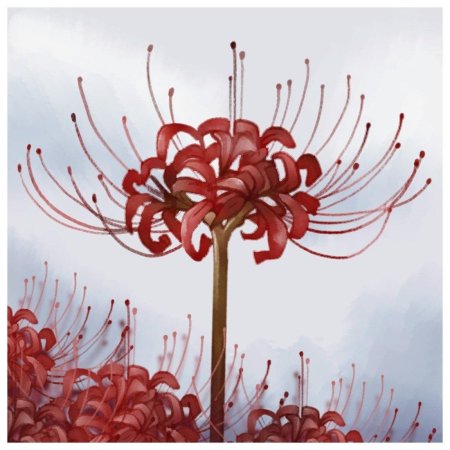 Ликорис паучья лилия