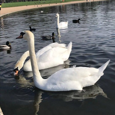 Фотографии лебедей