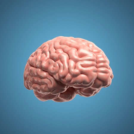 Мозги человека