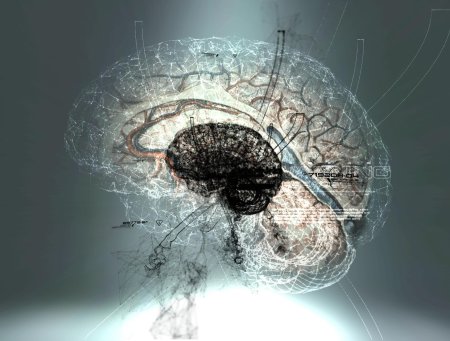 Красивый мозг