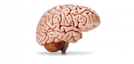 Мозг головной