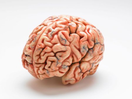 Настоящий человеческий мозг
