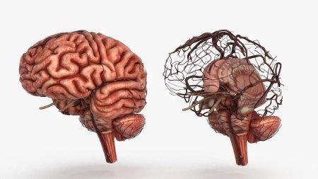 Д модель мозга человека