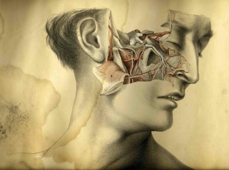 Голова анатомия