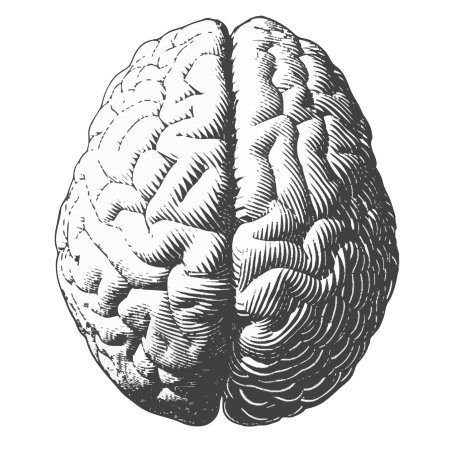 Мозг человека анатомия