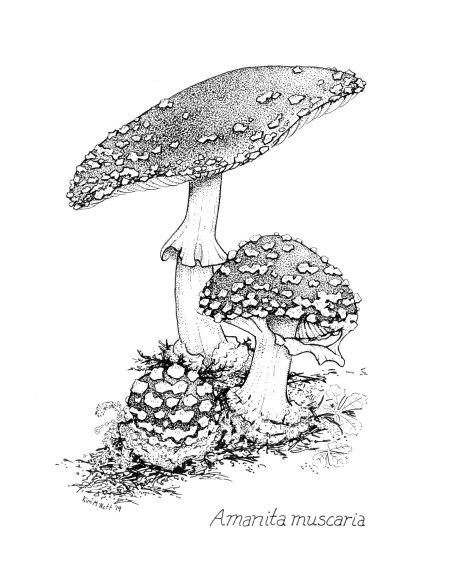 Мухомор рисунки