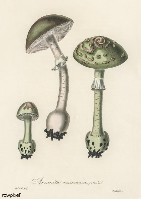 Гриб бледная поганка