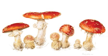 Мухомор красный рисунок