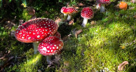 Мухомор красный