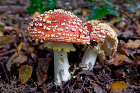 Amanita muscaria