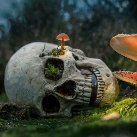 Череп фэнтези