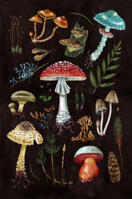 Мухомор иллюстрация