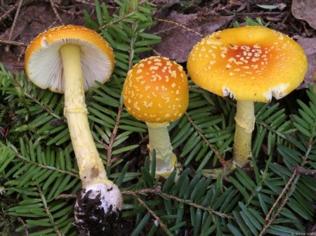 Мухомор аманита мускария зеленый