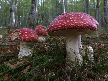 Мухомор аманита мускария