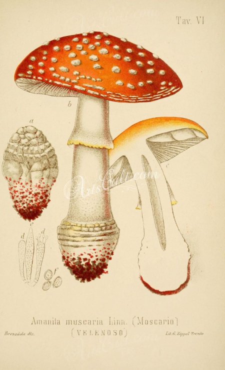 Мухомор ботаническая иллюстрация