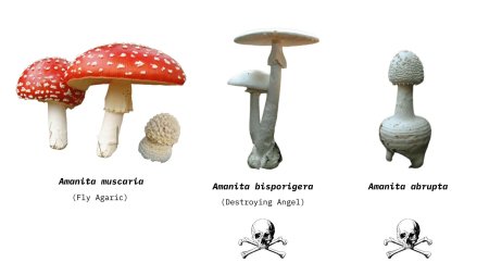 Amanita abrupta мухомор