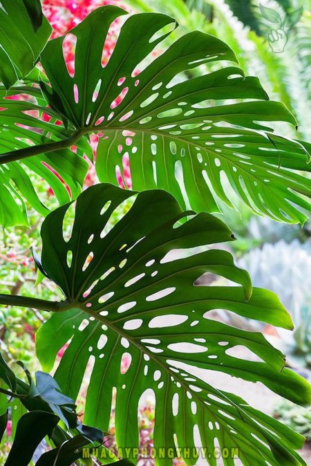 Делициоза монстера