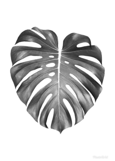 Лист монстера