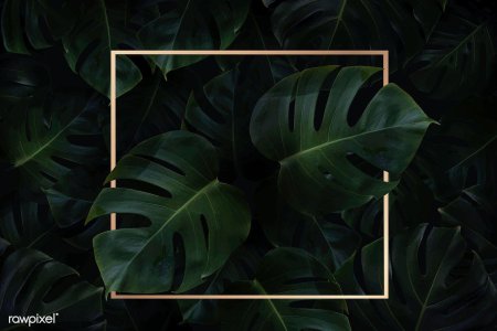 Монстера фон