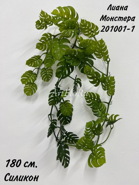 Монстера лиана