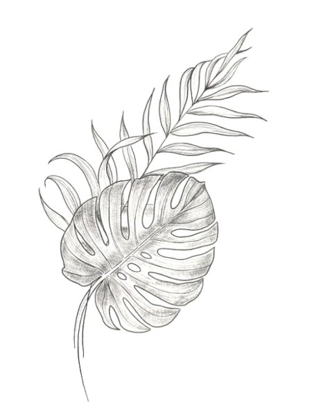 Лист монстера