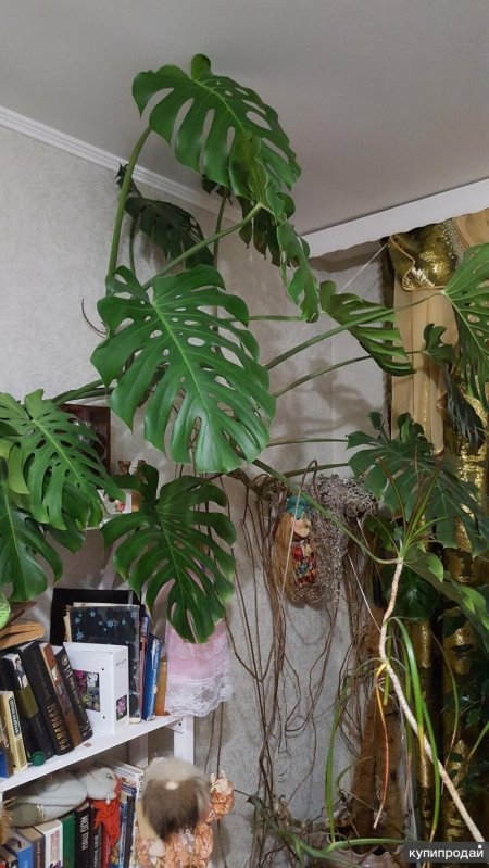Монстера деликоса