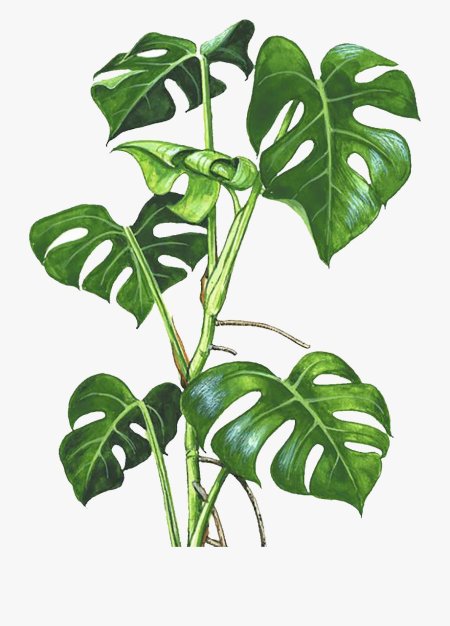 Комнатное растение монстера