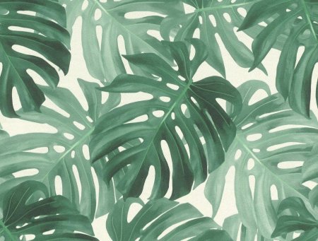 Лист монстера