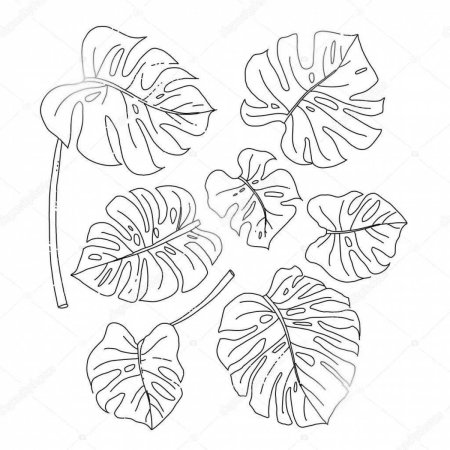 Лист монстера