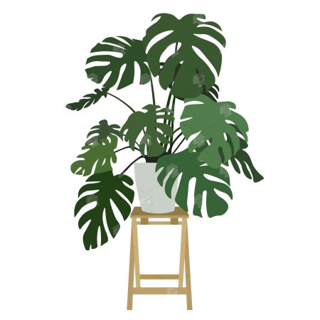 Монстера растение комнатное