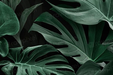 Монстера тениус