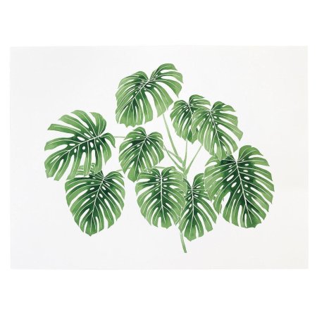 Монстера дубиа