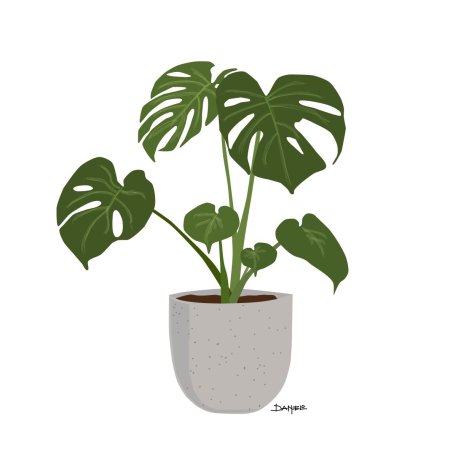 Комнатное растение монстера