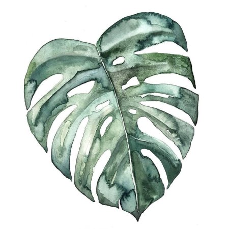 Лист монстера
