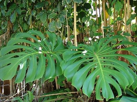 Монстера делициоза monstera deliciosa