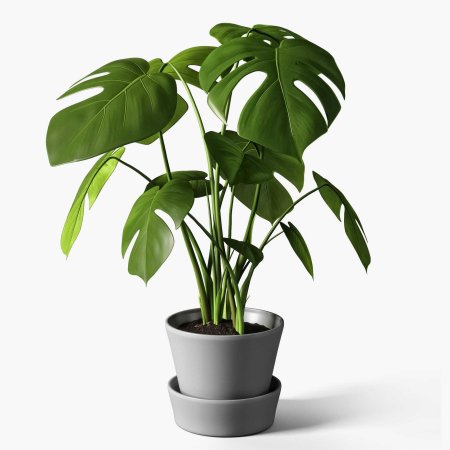 Monstera lechleriana