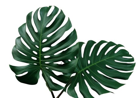 Монстера альба филодендрон