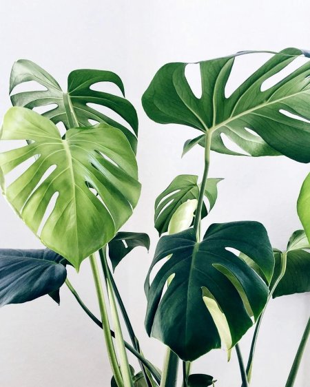 Монстера деликатесная (monstera deliciosa)
