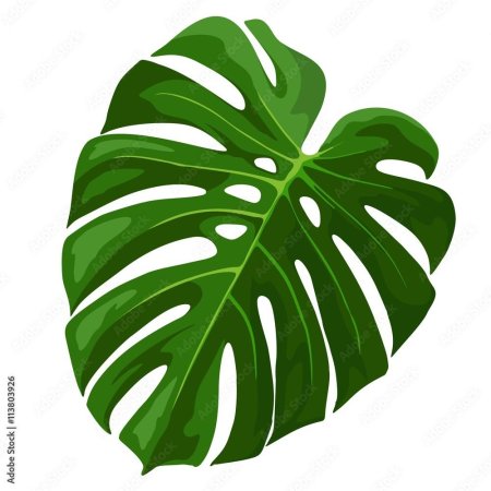 Лист тропический